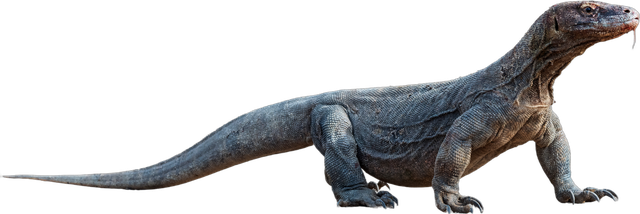Komodo dragon