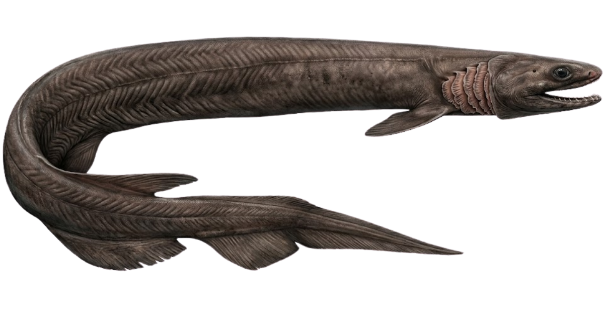 Frilled shark, one of the species on the deep sea dive