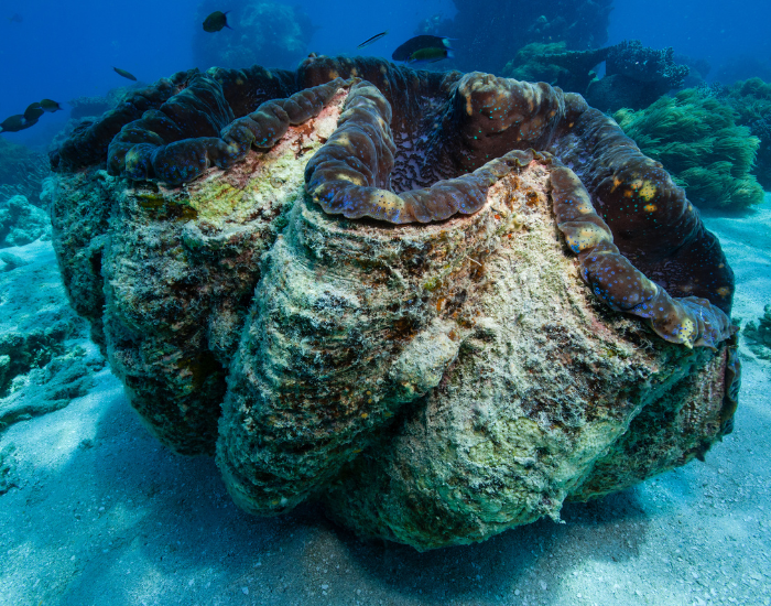 a giant clam a t th ottom of the ocean