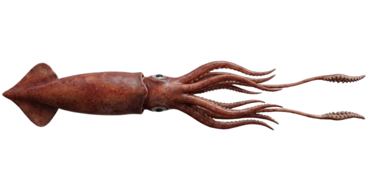 Giant squid, one of the species on the deep sea dive