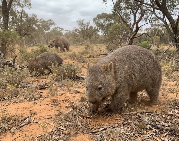 Digital illustration of a giant prehistoric wombat walking outdoors.