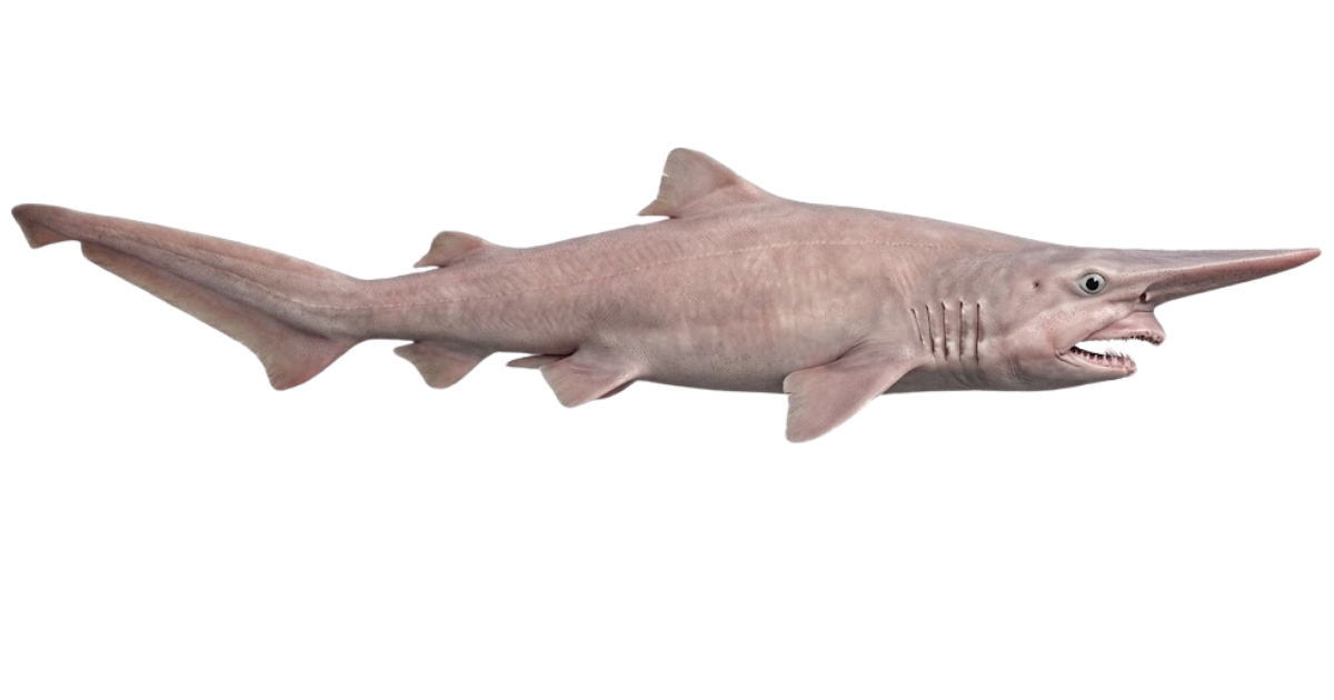 Goblin shark, one of the species on the deep sea dive