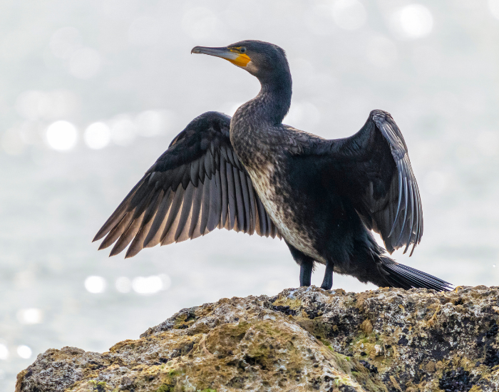 Great Cormorrant extending its wings standing on a rock with the ocean on the background