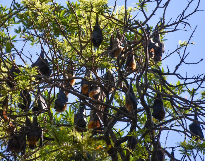 Cluster of grey headed flying foxes many on tree
