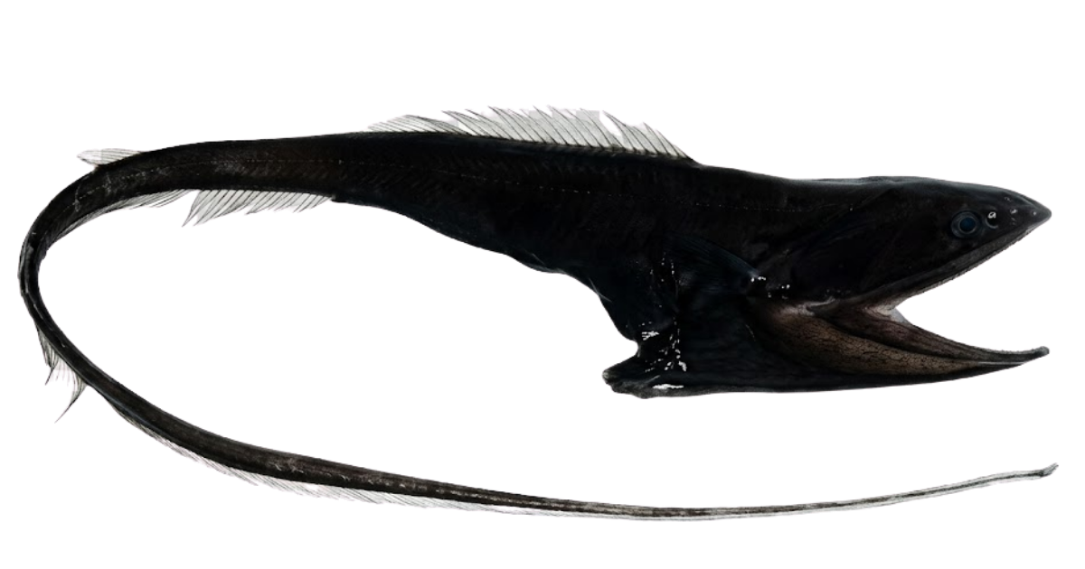 Gulper eel, one of the species on the deep sea dive