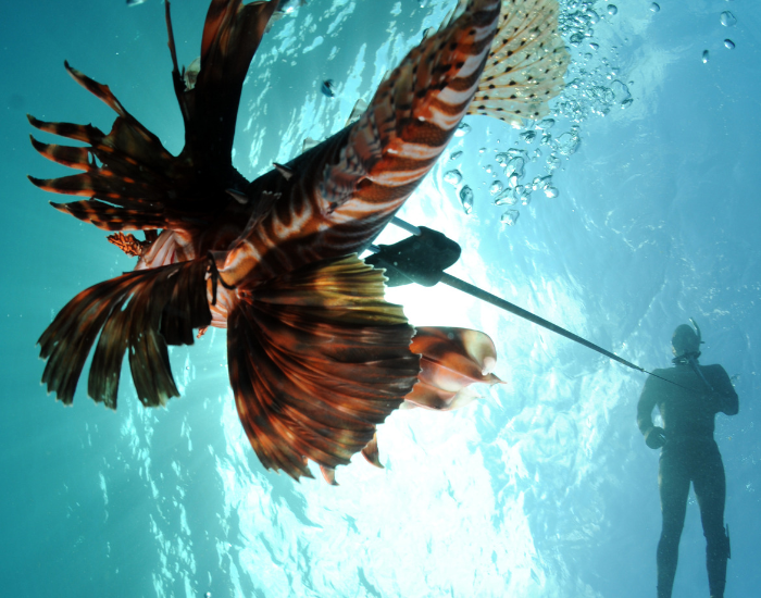 a man spearfishing a lionfish in the ocean