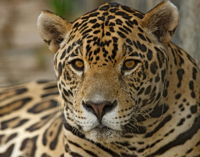 close of of a jaguar's face portrait