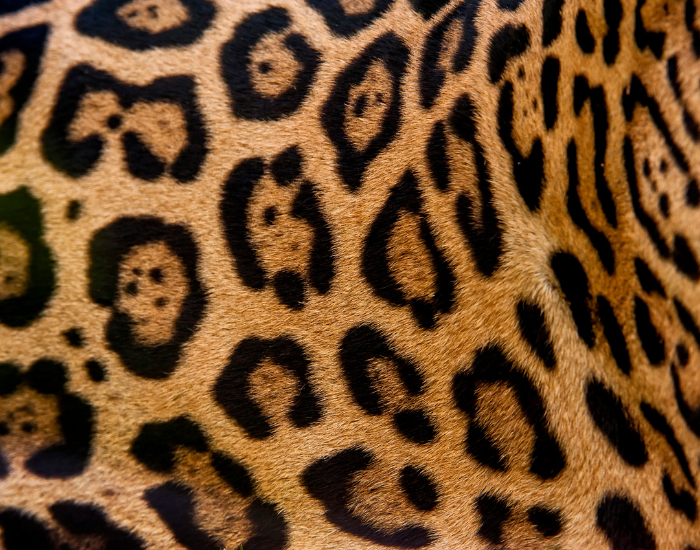 close up of jaguar rosette fur