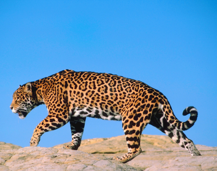 jaguar walking on rock with blue sky on background