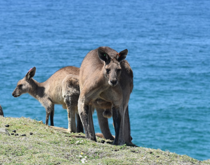two eastern gray kangaroos