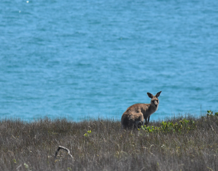 kangaroo with ocean on background