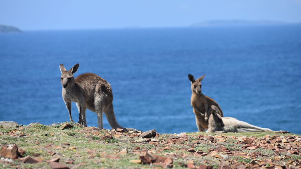 Three eastern grey kangaroos resting on a grassy coastal headland with the deep blue ocean in the background