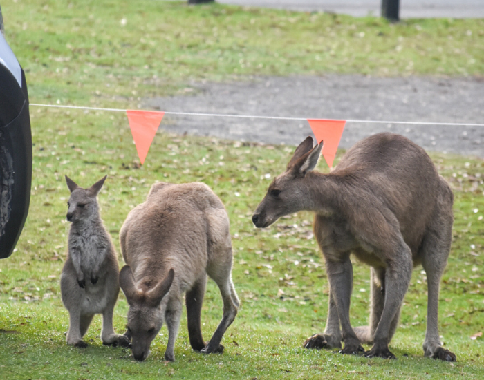 kangaroo family at diamond head