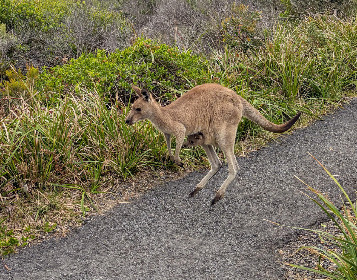 eastern grey kangaroo mid-bound along a paved pathway with a joey visible in its pouch against coastal scrub vegetation