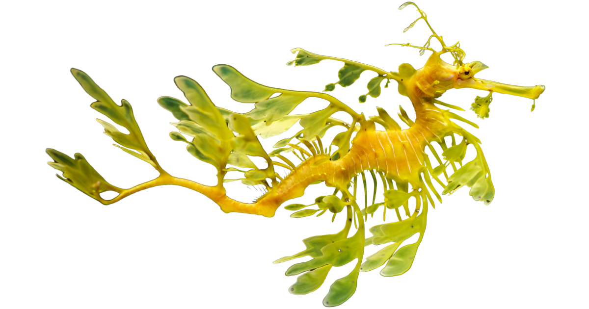 Leafy seadragon, one of the species on the deep sea dive