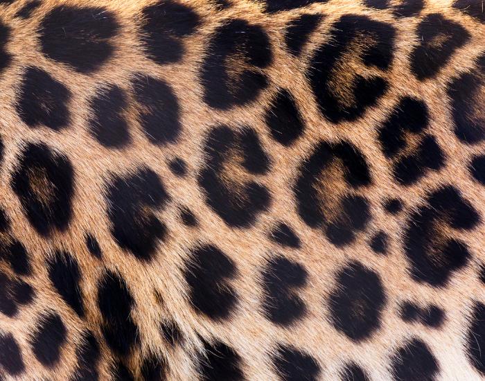 close up of leopard rosette fur