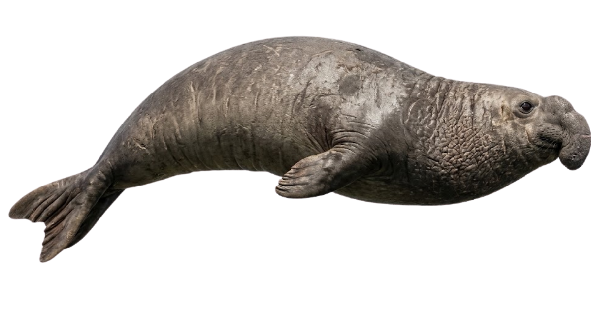 Southern elephant seal, one of the species on the deep sea dive