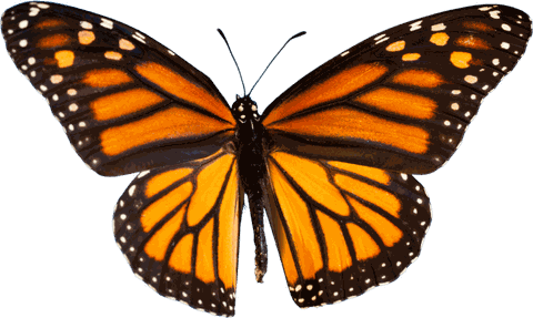 Monarch butterfly