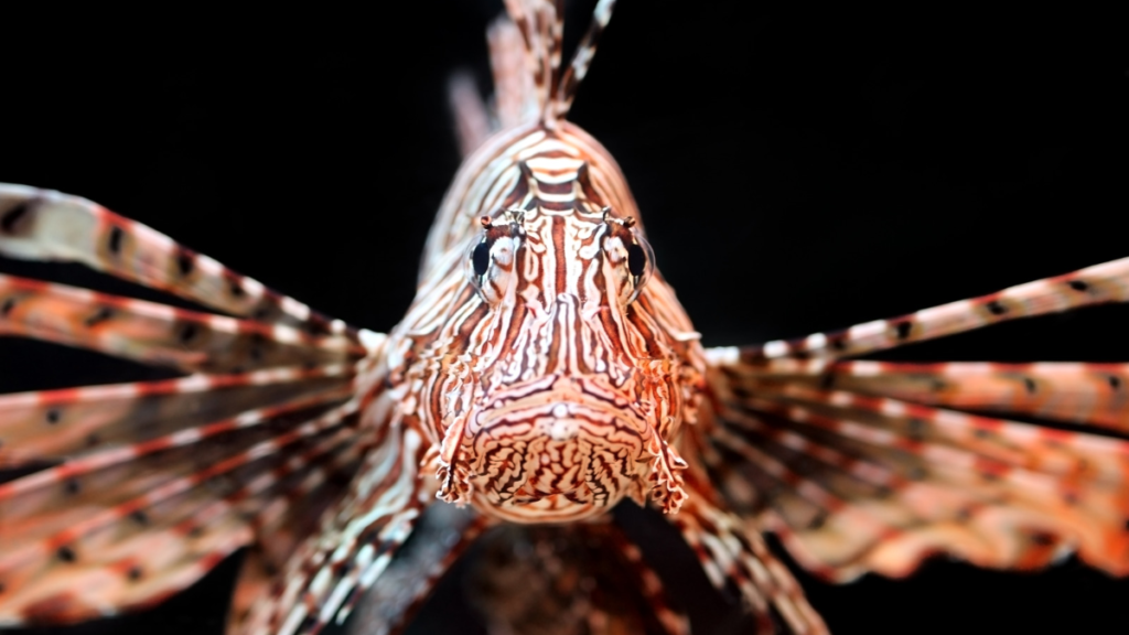 Close-up front view of a lionfish showcasing its symmetrical striped face and wide fins.