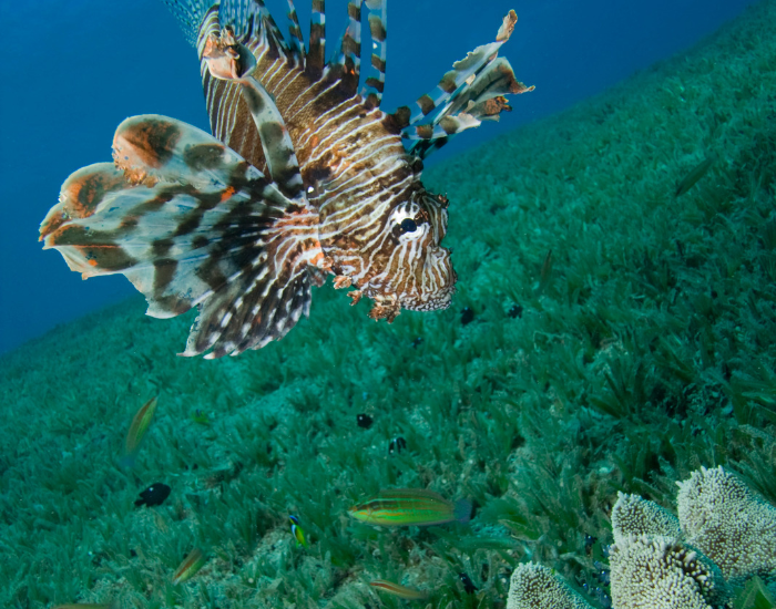 a lionfish looking down at other smaller fish