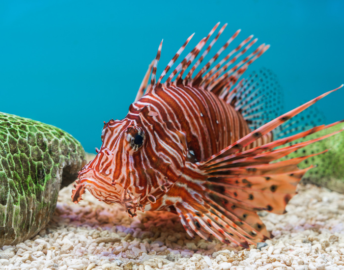 Side profile of a striped red and white lionfish swimming near green coral reefs.