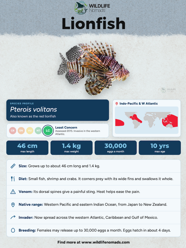 a species profile for the lionfish showing distribution and other important facts