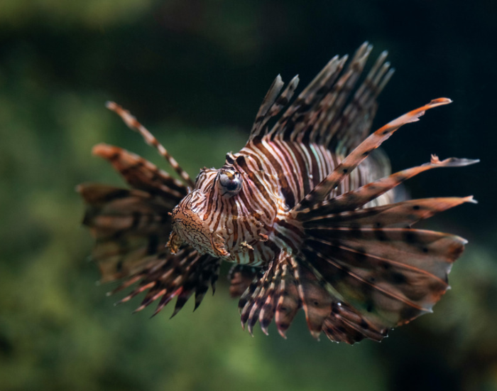 A lionfish swimming underwater with its sharp, spiky dorsal spines flared out.