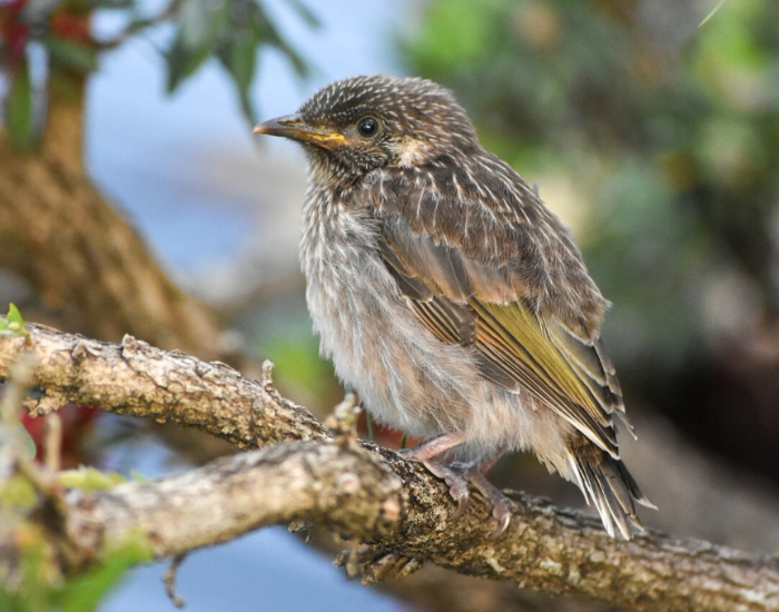 Young little wattlebird perched on a tree branch.