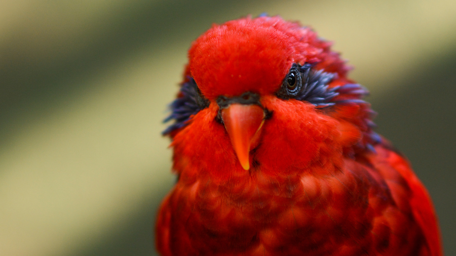 Front-facing portrait of a vibrant red lory with bright orange beak and subtle blue plumage highlights around its eyes against a soft, blurred background.