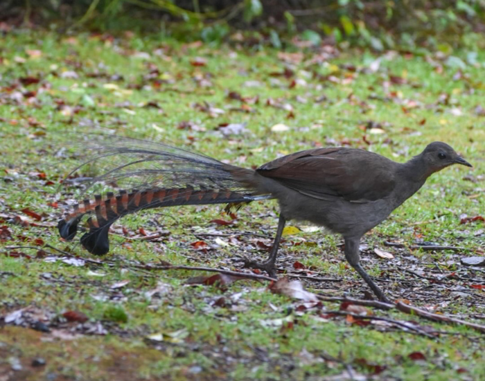a Superb Lyrebird walking on grass on gloucester river campground