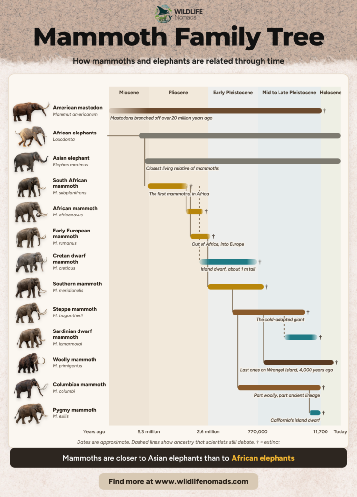 An infographic titled "Mammoth Family Tree" showing the evolutionary timeline and relationships of mastodons, elephants, and 10 mammoth species from the Miocene to the Holocene