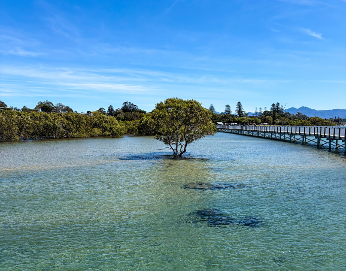a panoramic view of a mangrove on low tide at urunga boardwalk