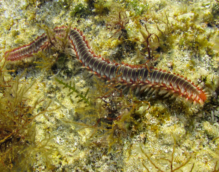 a marine Bristle worm at the bottom of the ocean