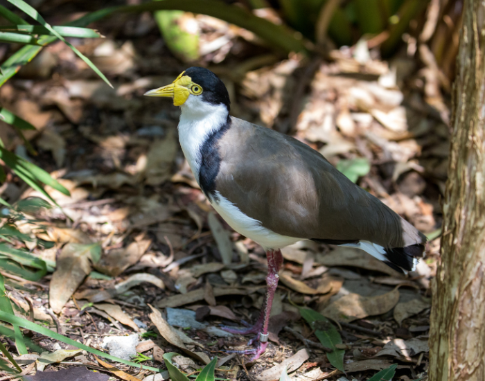 A masked lapwing stands upright on one leg amongst dry leaves and forest litter. The bird features a distinctive yellow facial wattle, black crown, and brown wings.