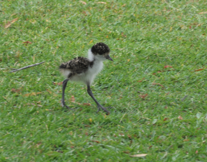 A tiny, fluffy masked lapwing chick walks across a green grassy lawn. The chick has speckled black-and-white down feathers and long, slender legs.