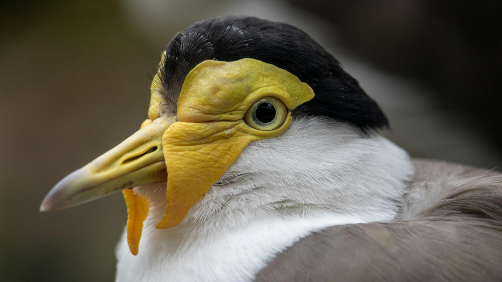 close up portrait of a masked lapwing