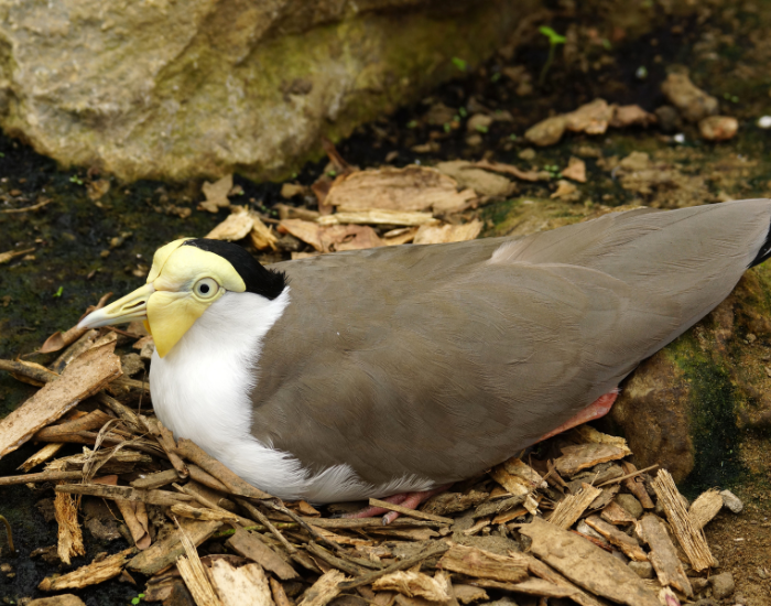 masked lapwing nesting