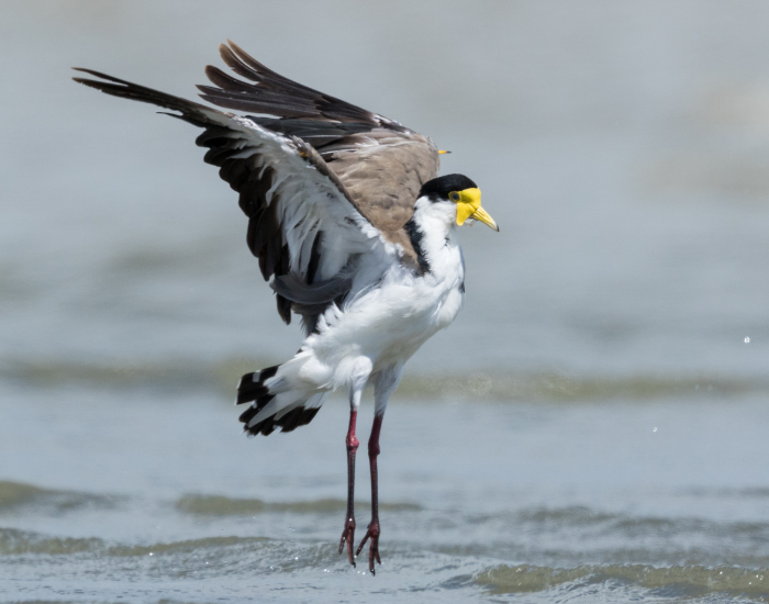 A masked lapwing glides down toward the water surface with its wings outstretched, showing sharp yellow wing spurs. Its long legs hang down in preparation to land.