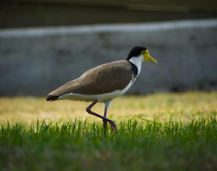 A masked lapwing walks across a patch of short grass near a concrete structure. It steps forward gracefully in a sunny urban lawn setting.