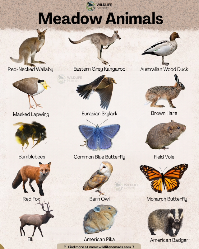 an infographic showing 15 animals that live in meadows
