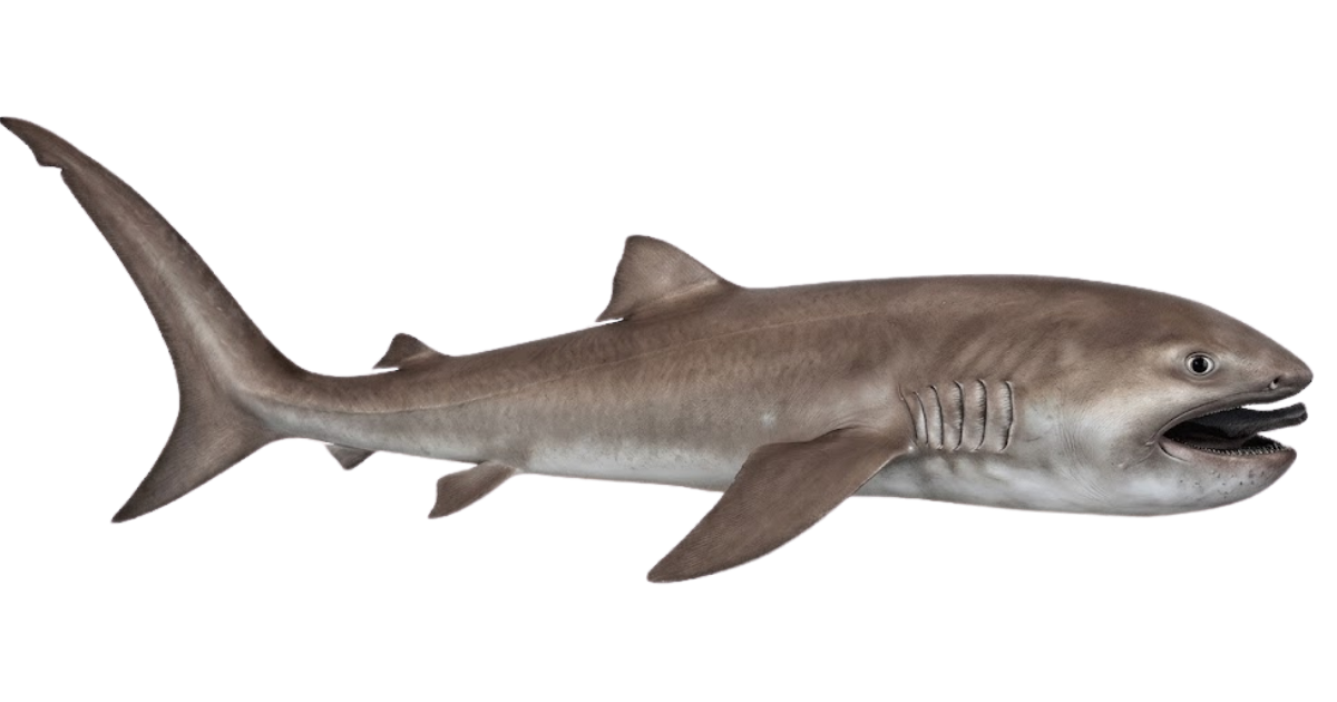 Megamouth shark, one of the species on the deep sea dive