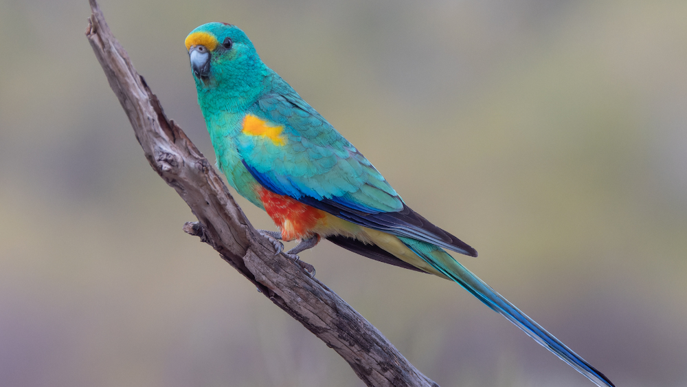a mulga parrot perched on a thin branch