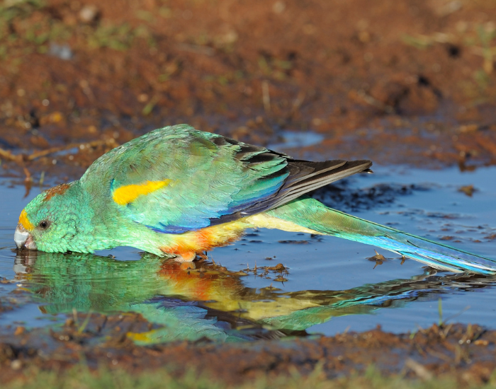 A colorful Mulga Parrot leaning down to drink water from a pool.