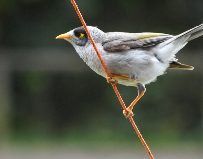 a noisy miner standing on a camping string