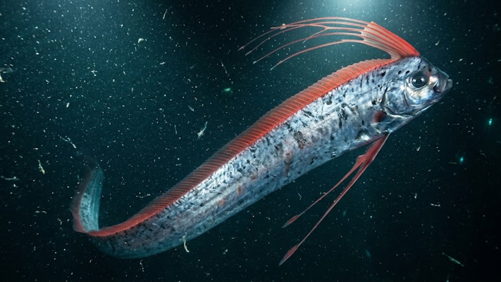 Side profile of a long, silver oarfish with a vibrant red dorsal crest swimming through dark underwater depths.