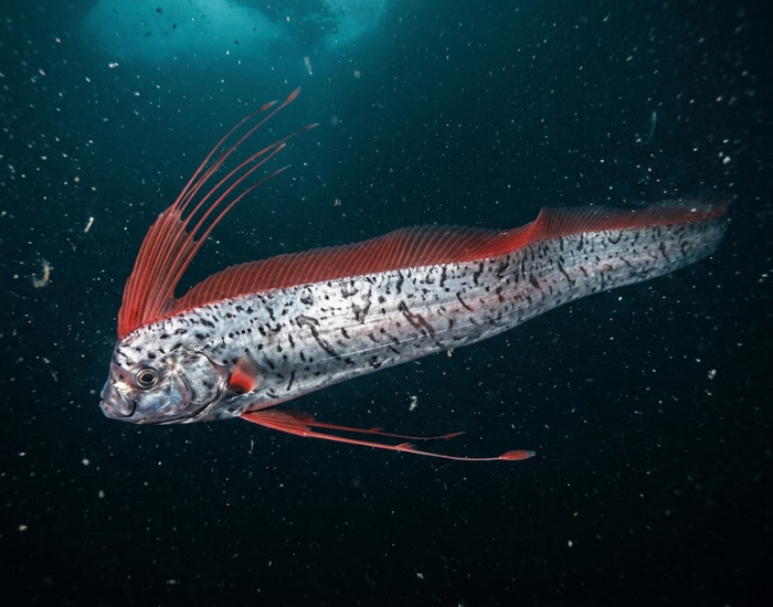 side view of a silver oarfish with a vibrant red dorsal fin swimming horizontally underwater.