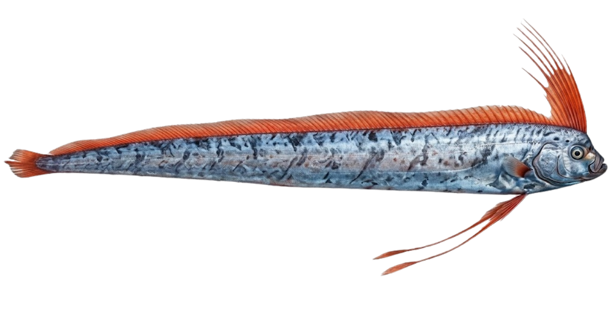 Giant oarfish, one of the species on the deep sea dive