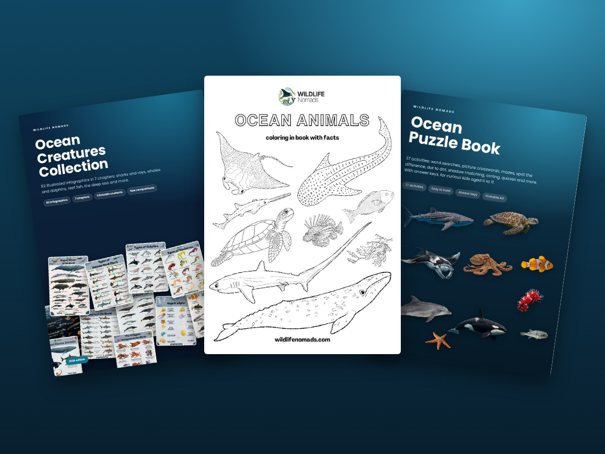 Ocean Explorer Pack: guide, coloring book and puzzle book