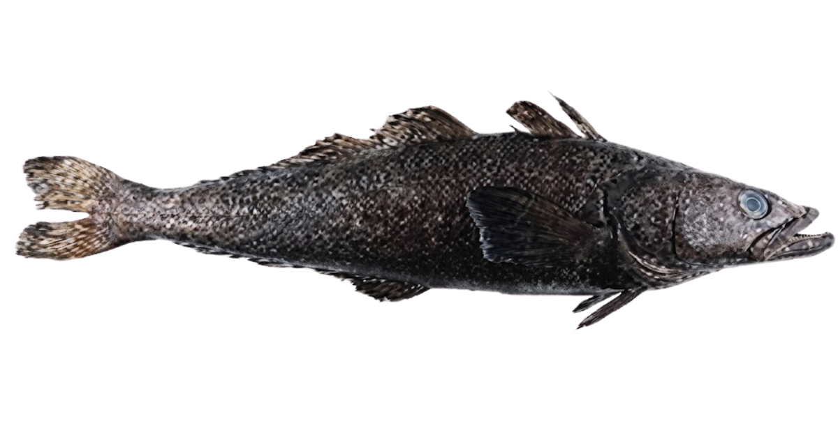 Patagonian toothfish, one of the species on the deep sea dive