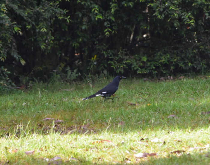 a Pied Currawong standing on the grass